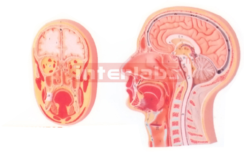 HUMAN HEAD, MEDIAN AND FRONTAL SECTION